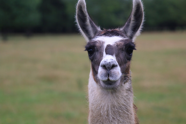 20773477230_47265b1c85_z