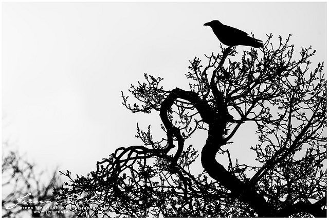 6512069623_91fe38c771_z