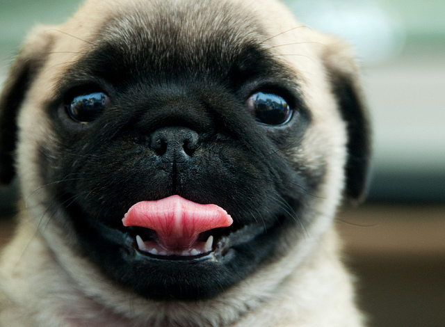 6920911252_58a7c49867_z