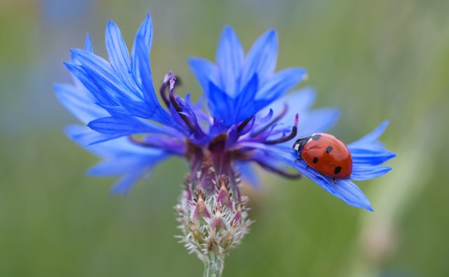 cornflower-ladybug-siebenpunkt-blue-70335-2